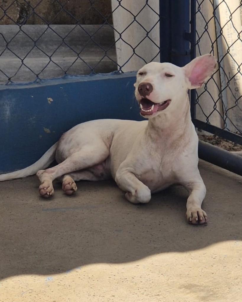 Cóstio, cachorro de porte pequeno para adoção em Sorocaba - SP — foto 3 de 4