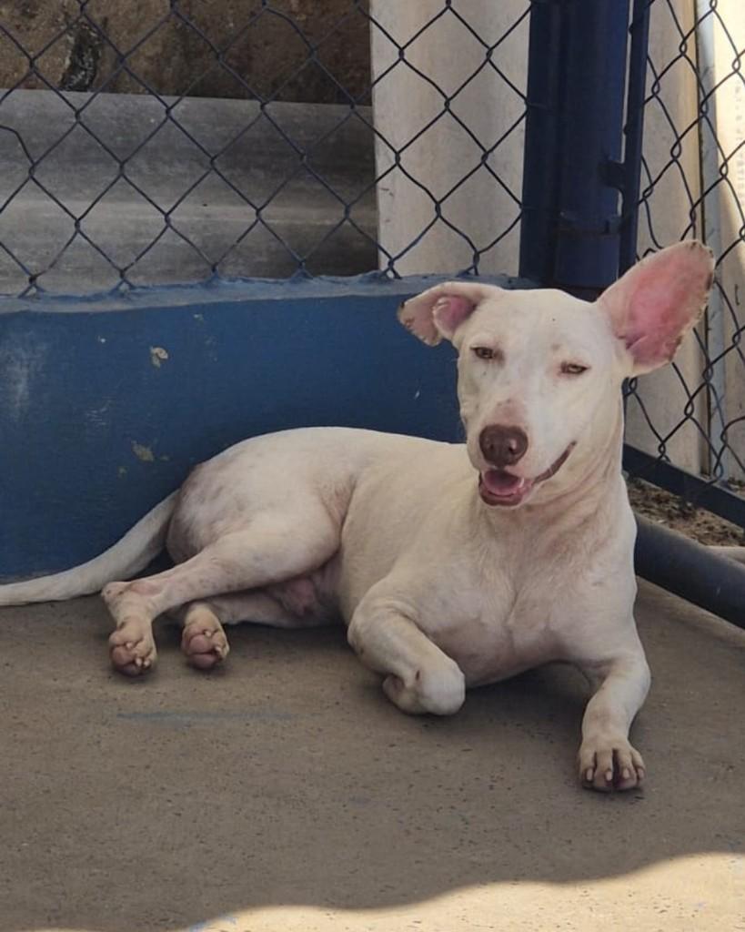 Cóstio, cachorro de porte pequeno para adoção em Sorocaba - SP — foto 4 de 4