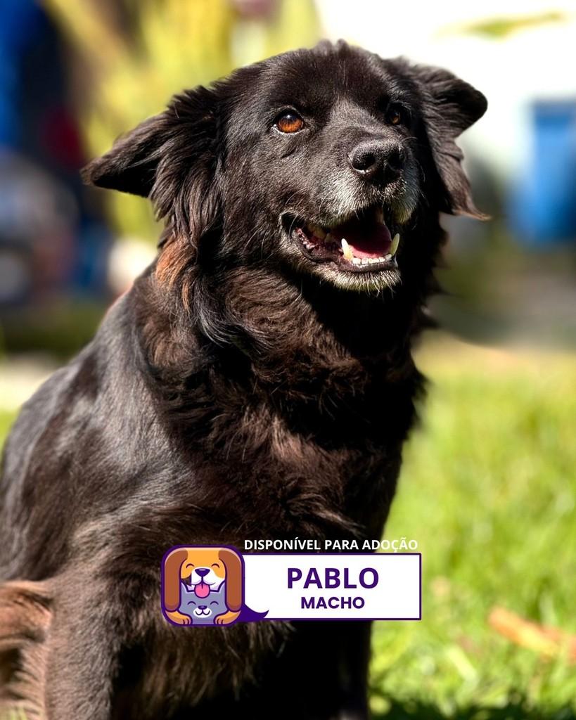 Pablo, cachorro de porte médio para adoção em Sorocaba - SP