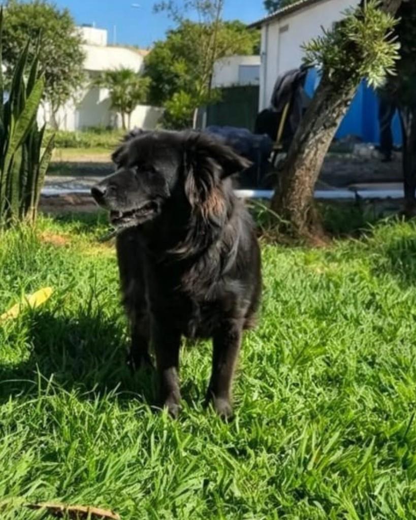 Pablo, cachorro de porte médio para adoção em Sorocaba - SP — foto 2 de 5