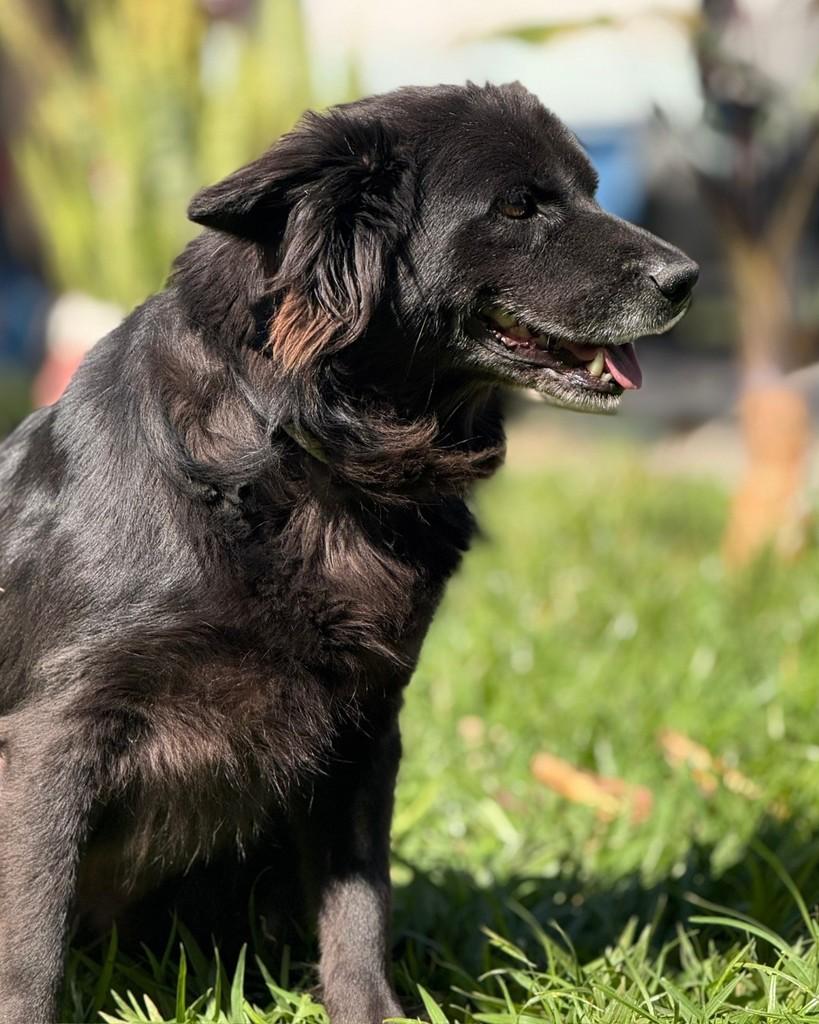 Pablo, cachorro de porte médio para adoção em Sorocaba - SP — foto 3 de 5
