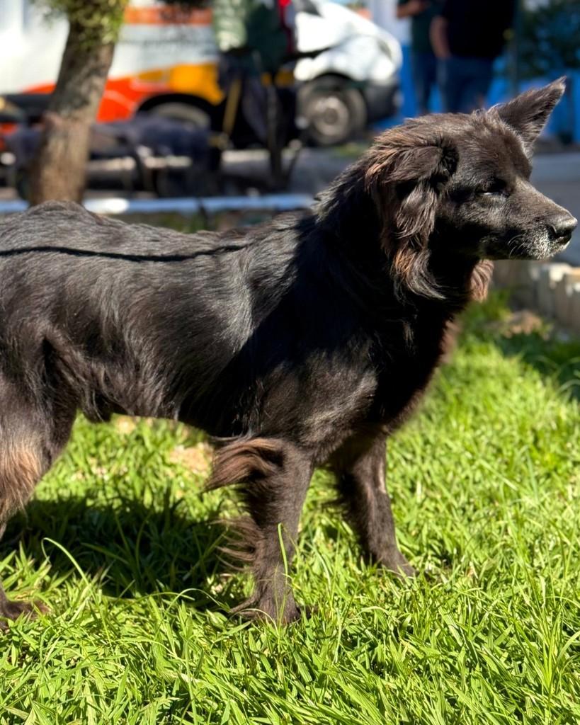 Pablo, cachorro de porte médio para adoção em Sorocaba - SP — foto 4 de 5