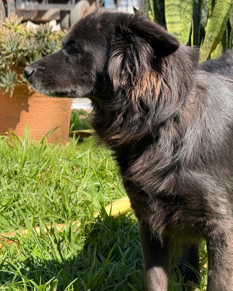 Pablo, cachorro de porte médio para adoção em Sorocaba - SP — foto 5 de 5