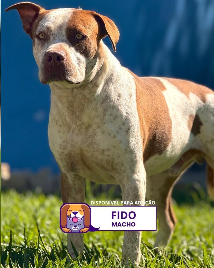 Fido, cachorro de porte grande para adoção em Sorocaba - SP