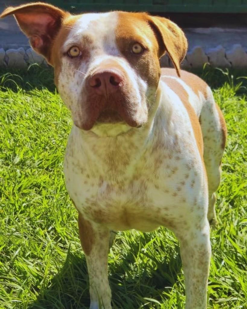 Fido, cachorro de porte grande para adoção em Sorocaba - SP — foto 2 de 5