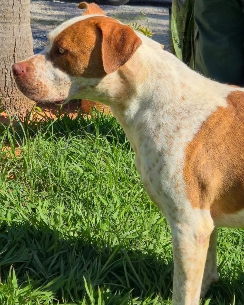 Fido, cachorro de porte grande para adoção em Sorocaba - SP — foto 3 de 5