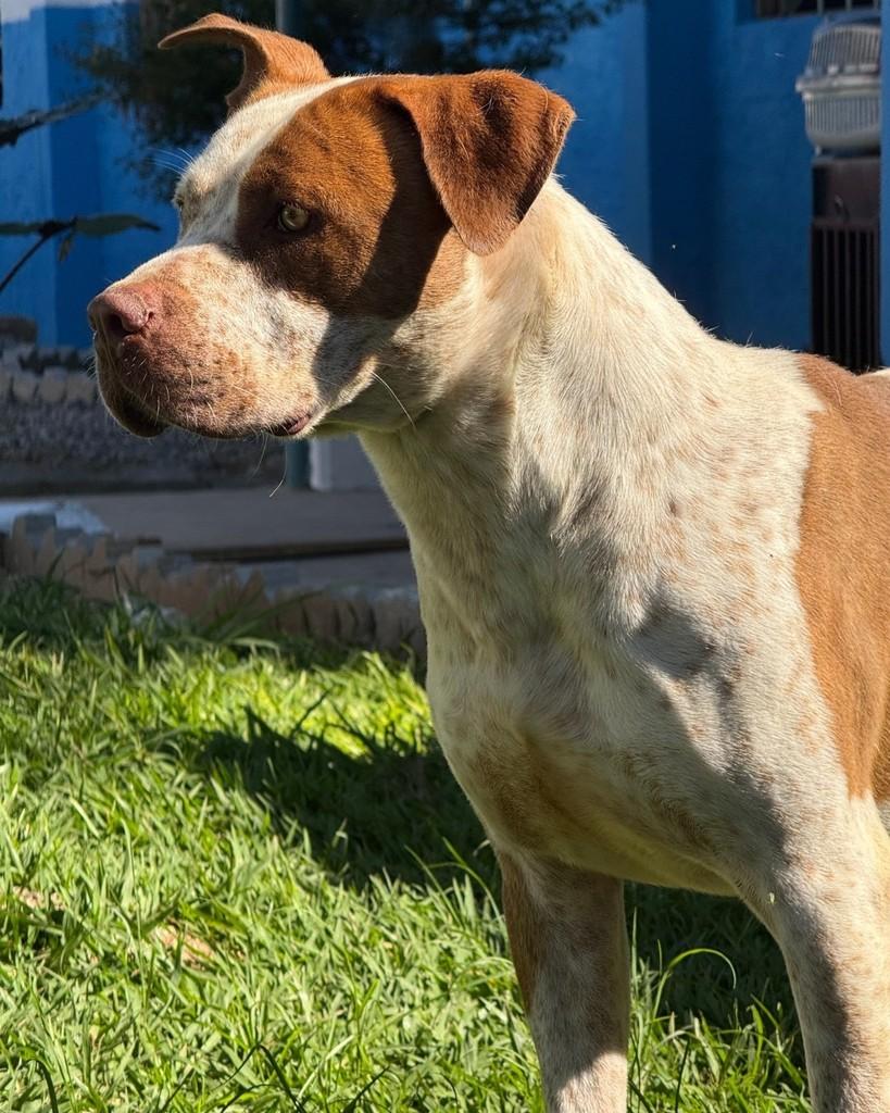 Fido, cachorro de porte grande para adoção em Sorocaba - SP — foto 4 de 5