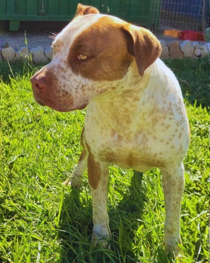 Fido, cachorro de porte grande para adoção em Sorocaba - SP — foto 5 de 5