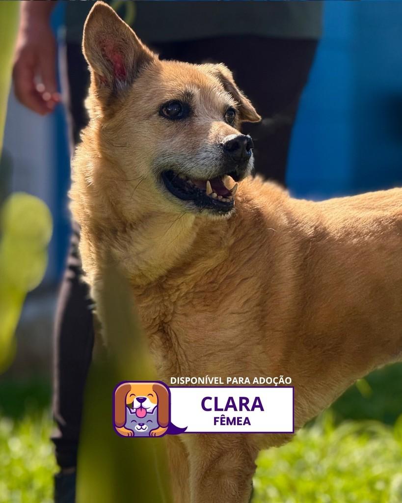 Clara, cadela de porte médio para adoção em Sorocaba - SP