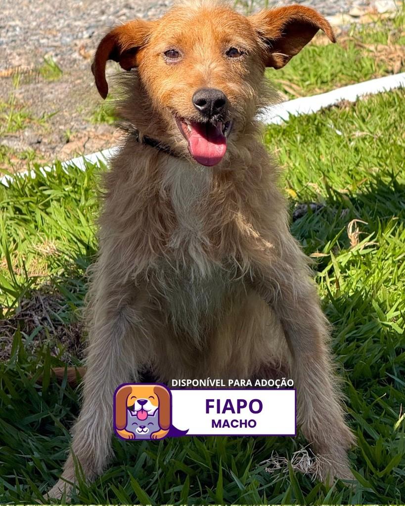 Fiapo, cachorro de porte pequeno para adoção em Sorocaba - SP