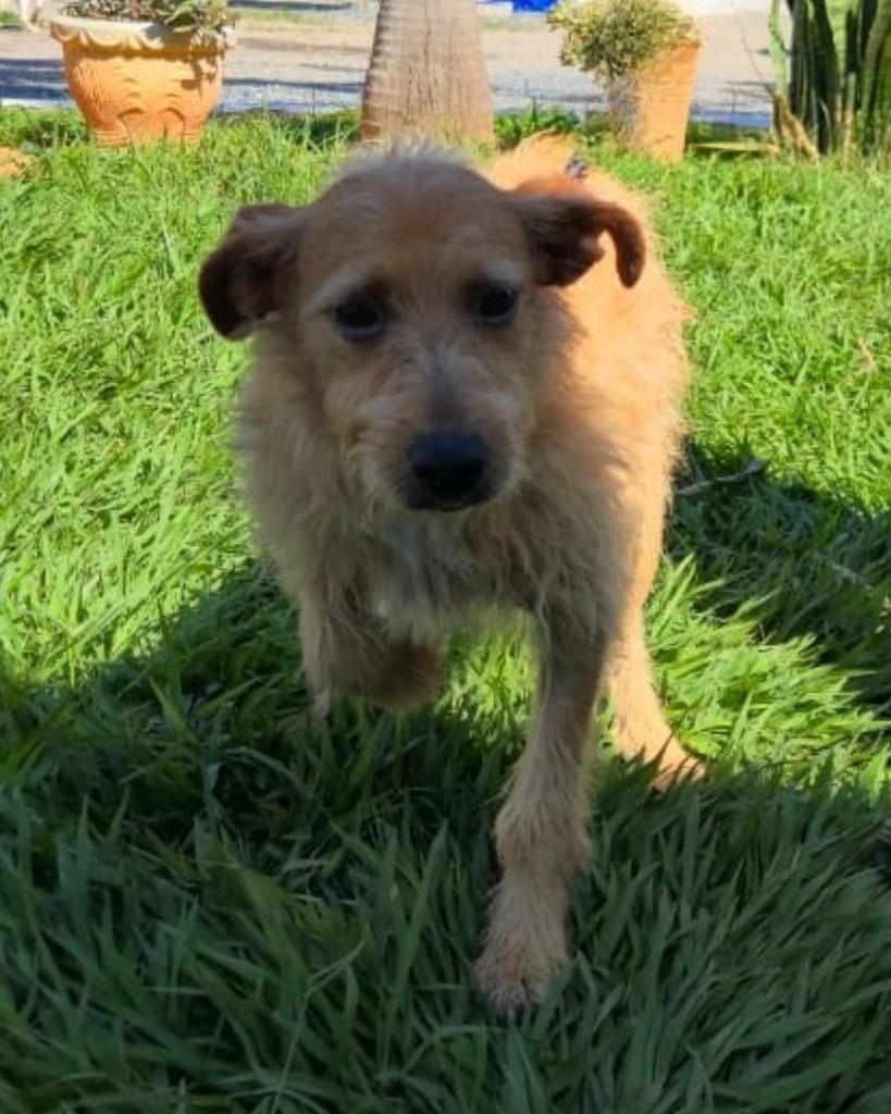 Fiapo, cachorro de porte pequeno para adoção em Sorocaba - SP — foto 2 de 5