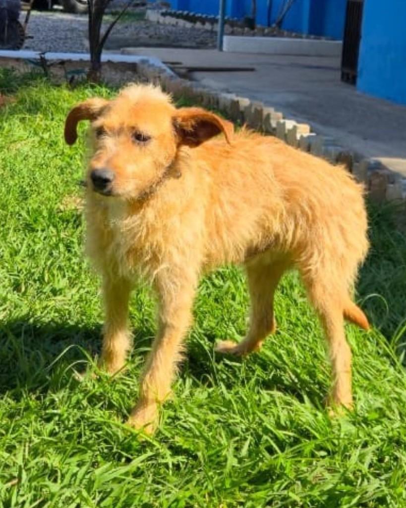 Fiapo, cachorro de porte pequeno para adoção em Sorocaba - SP — foto 3 de 5
