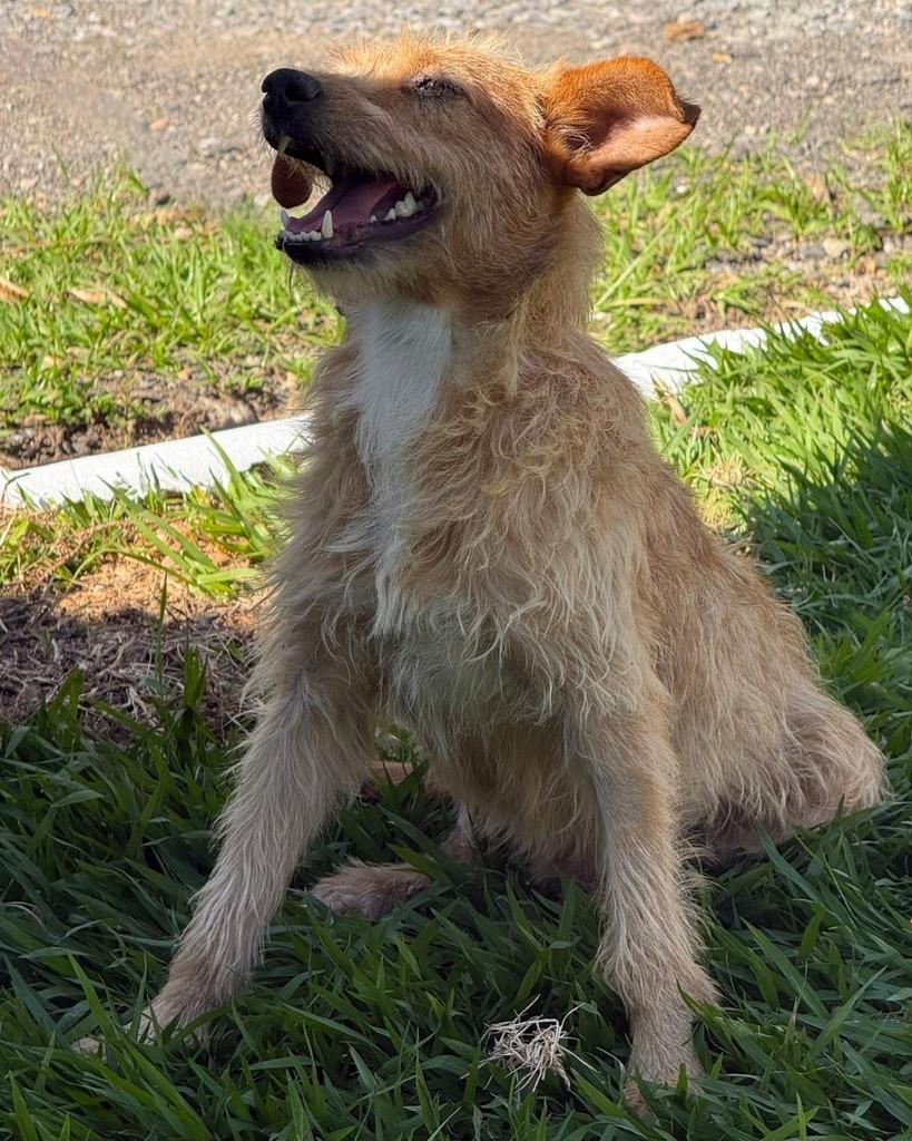 Fiapo, cachorro de porte pequeno para adoção em Sorocaba - SP — foto 4 de 5