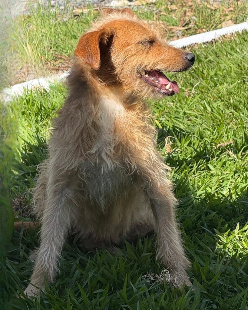 Fiapo, cachorro de porte pequeno para adoção em Sorocaba - SP — foto 5 de 5