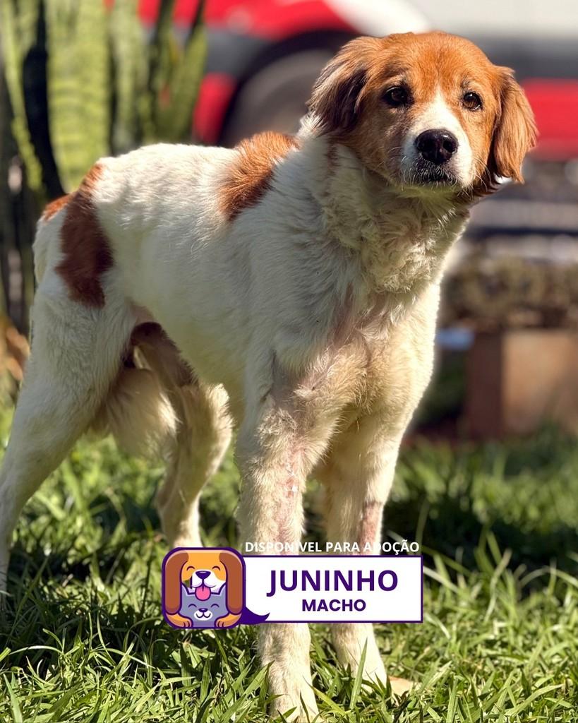 Juninho, cachorro de porte médio para adoção em Sorocaba - SP