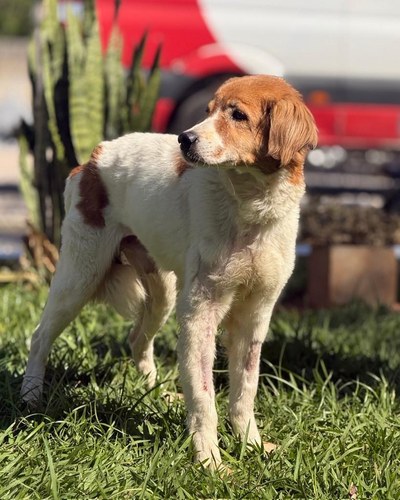 Juninho, cachorro de porte médio para adoção em Sorocaba - SP — foto 2 de 3