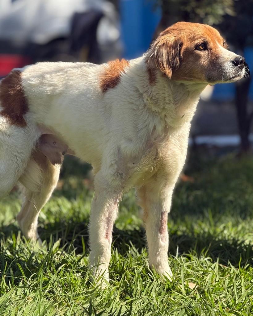 Juninho, cachorro de porte médio para adoção em Sorocaba - SP — foto 3 de 3