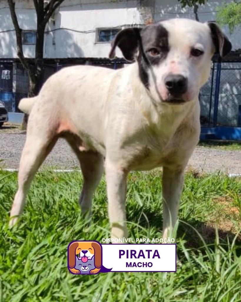 Pirata, cachorro de porte médio para adoção em Sorocaba - SP