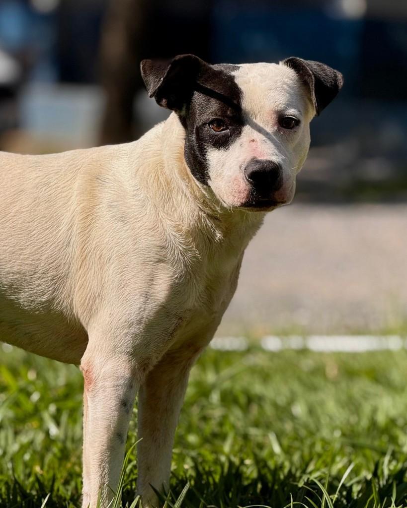 Pirata, cachorro de porte médio para adoção em Sorocaba - SP — foto 2 de 4