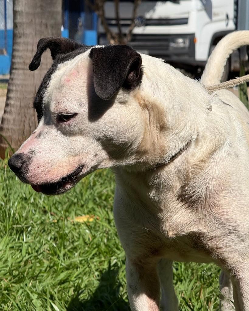 Pirata, cachorro de porte médio para adoção em Sorocaba - SP — foto 3 de 4