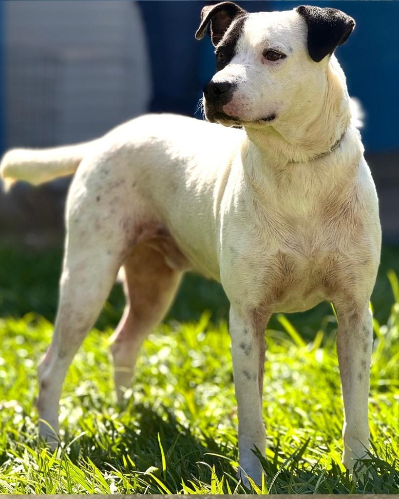 Pirata, cachorro de porte médio para adoção em Sorocaba - SP — foto 4 de 4
