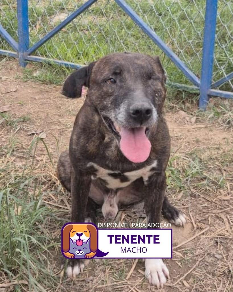 Tenente, cachorro de porte médio para adoção em Sorocaba - SP