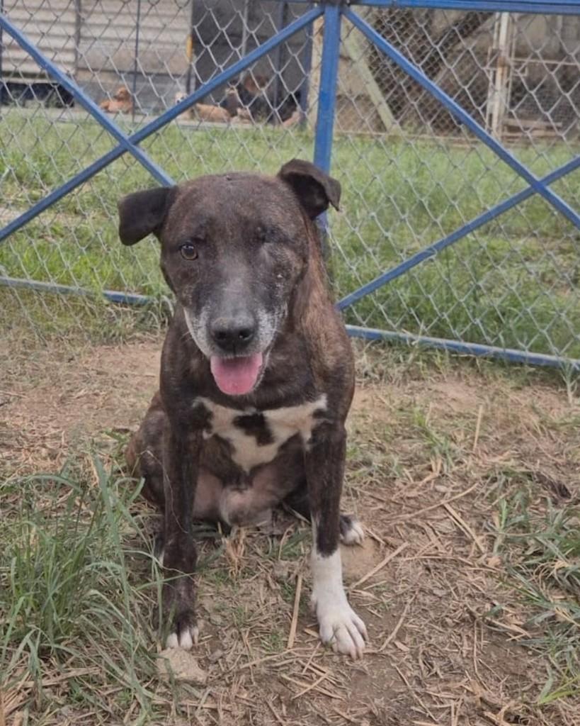 Tenente, cachorro de porte médio para adoção em Sorocaba - SP — foto 2 de 3