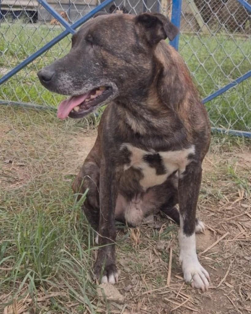 Tenente, cachorro de porte médio para adoção em Sorocaba - SP — foto 3 de 3