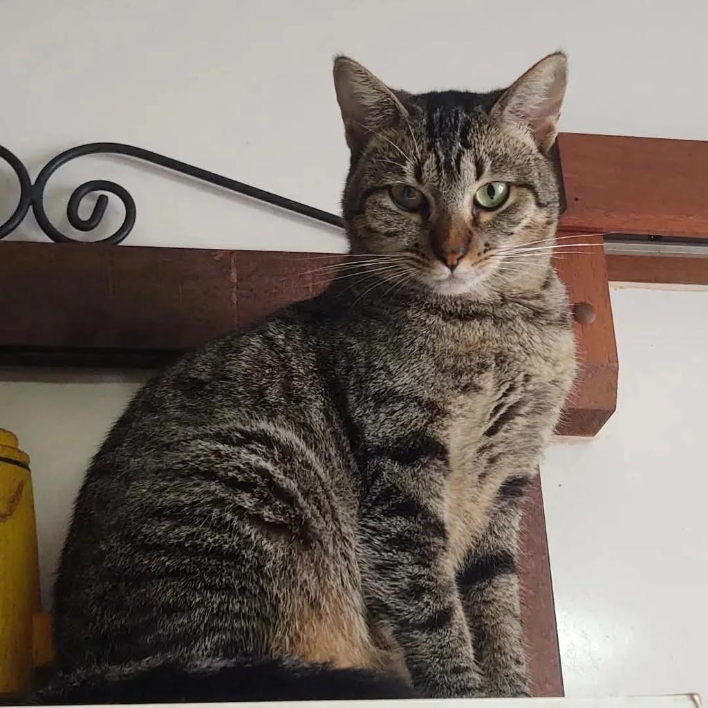 Duda, gato de porte médio para adoção em Porto Alegre - RS