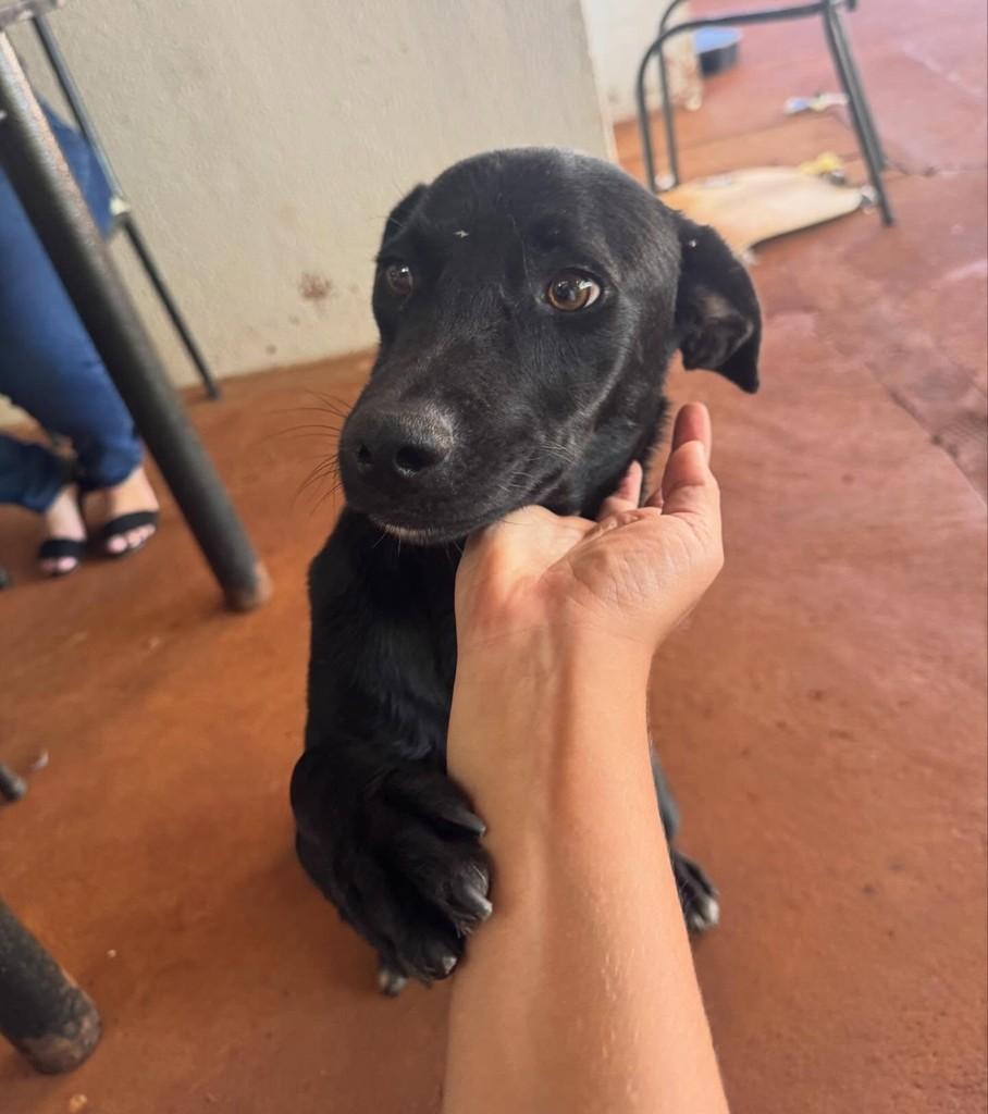 Roberto Carlos, cachorro de porte médio para adoção em Rio Verde - GO