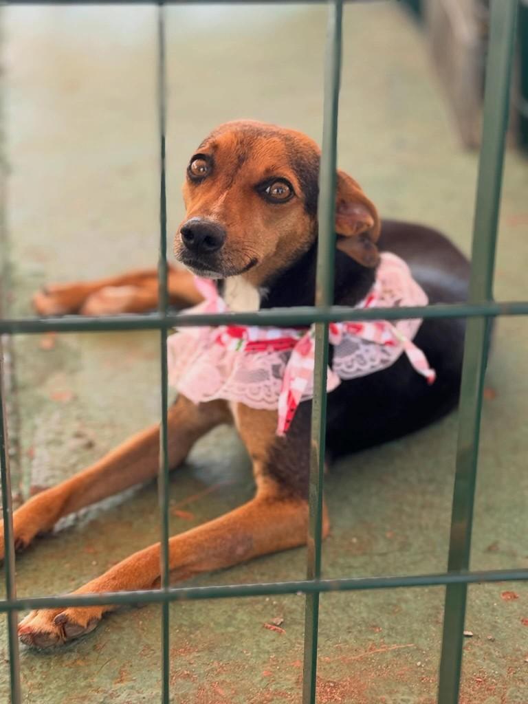 Elba, cadela de porte pequeno para adoção em Rio Verde - GO