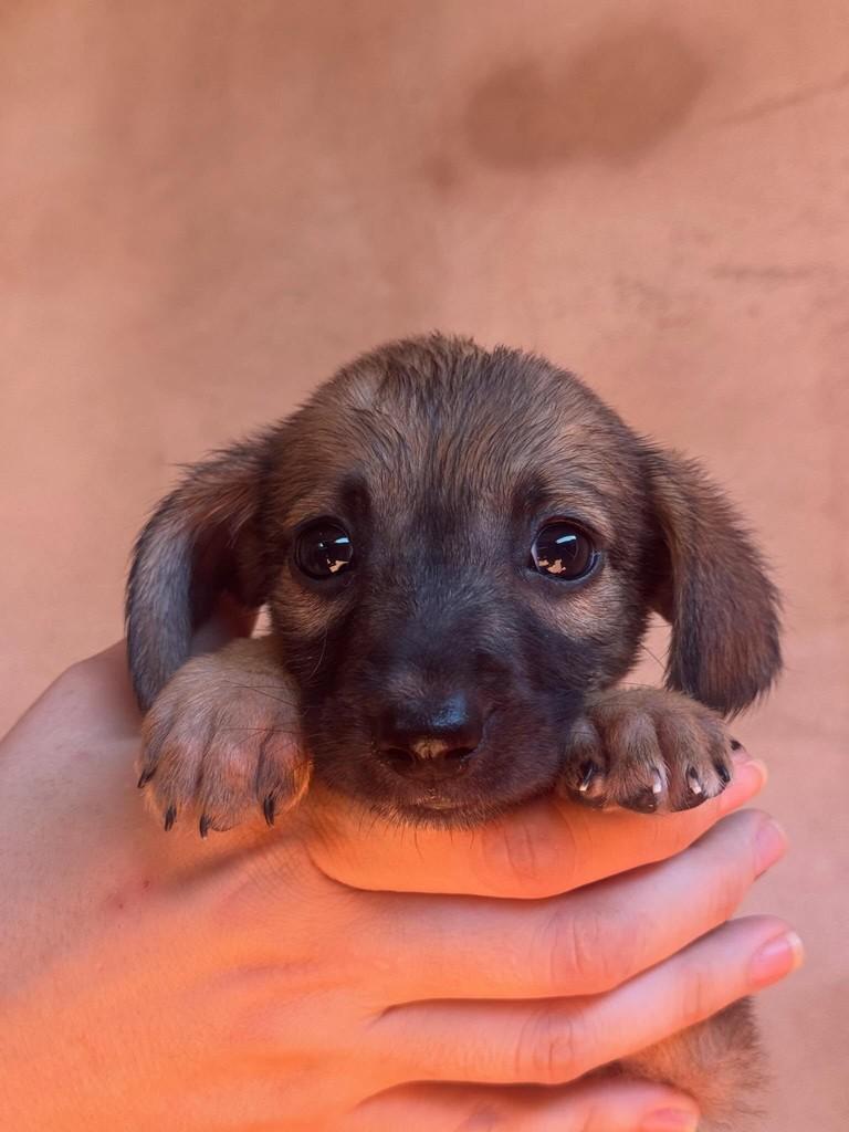 Juliete, cachorro de porte médio para adoção em Rio Verde - GO