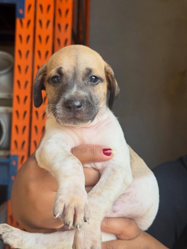 Aria, cadela de porte médio para adoção em Rio Verde - GO