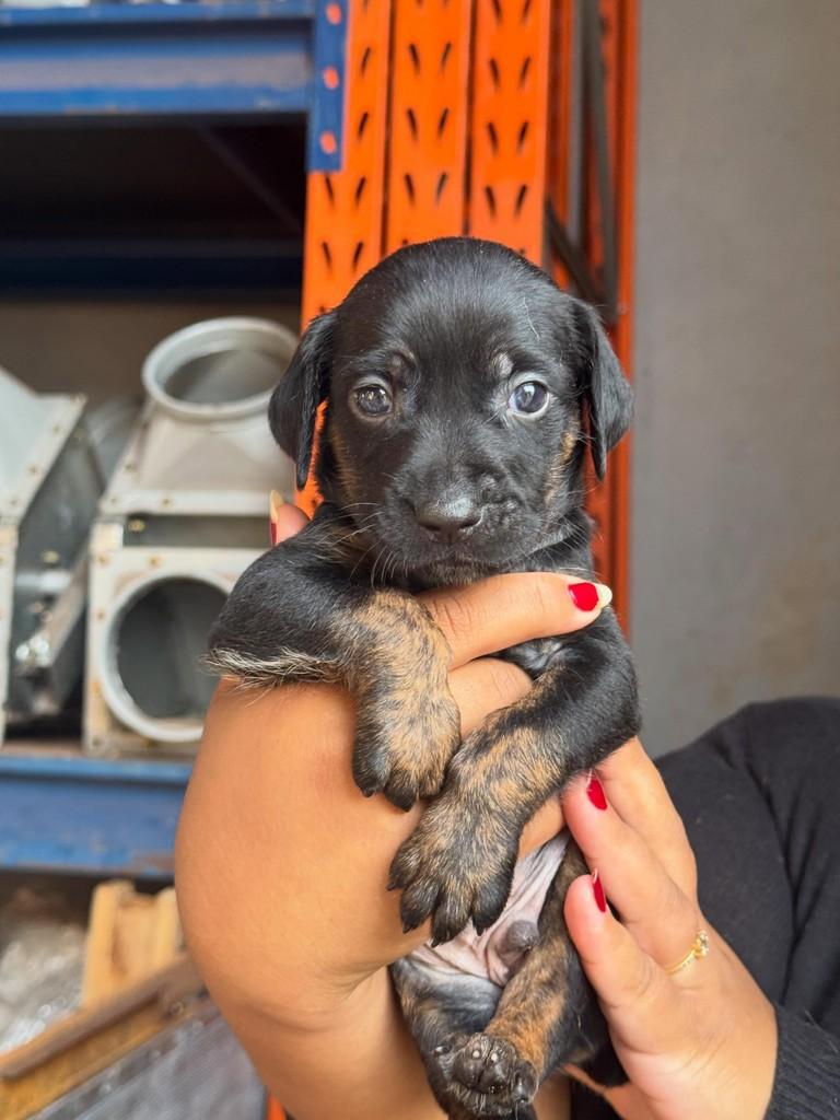 Caleb, cachorro de porte médio para adoção em Rio Verde - GO