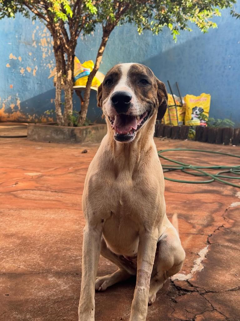 Valéria, cachorro de porte grande para adoção em Rio Verde - GO