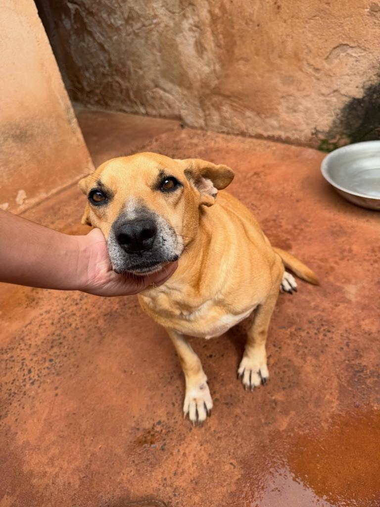 Diana, cachorro de porte médio para adoção em Rio Verde - GO