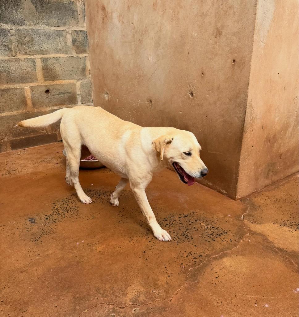 Natalina, cachorro de porte médio para adoção em Rio Verde - GO