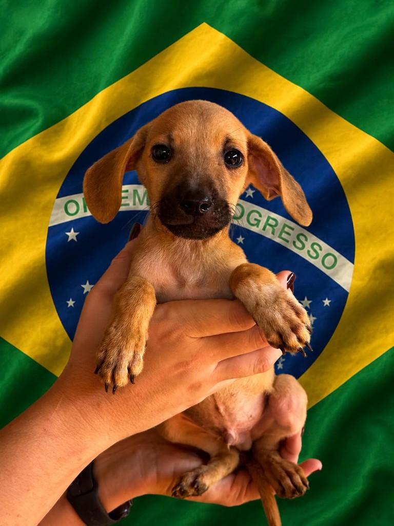 Alisson, cachorro de porte médio para adoção em Rio Verde - GO