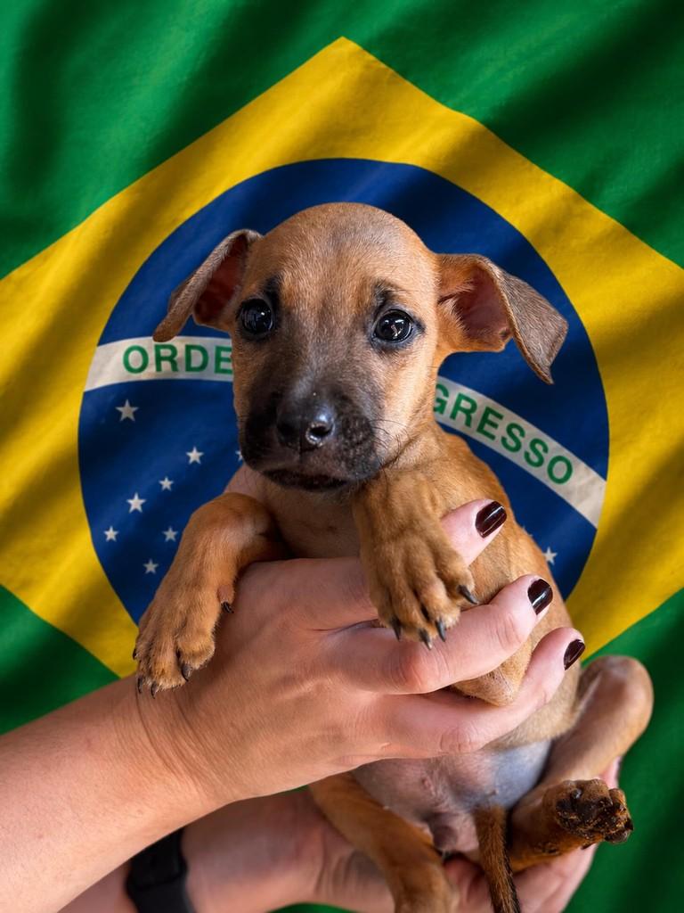 Rafinha, cachorro de porte médio para adoção em Rio Verde - GO