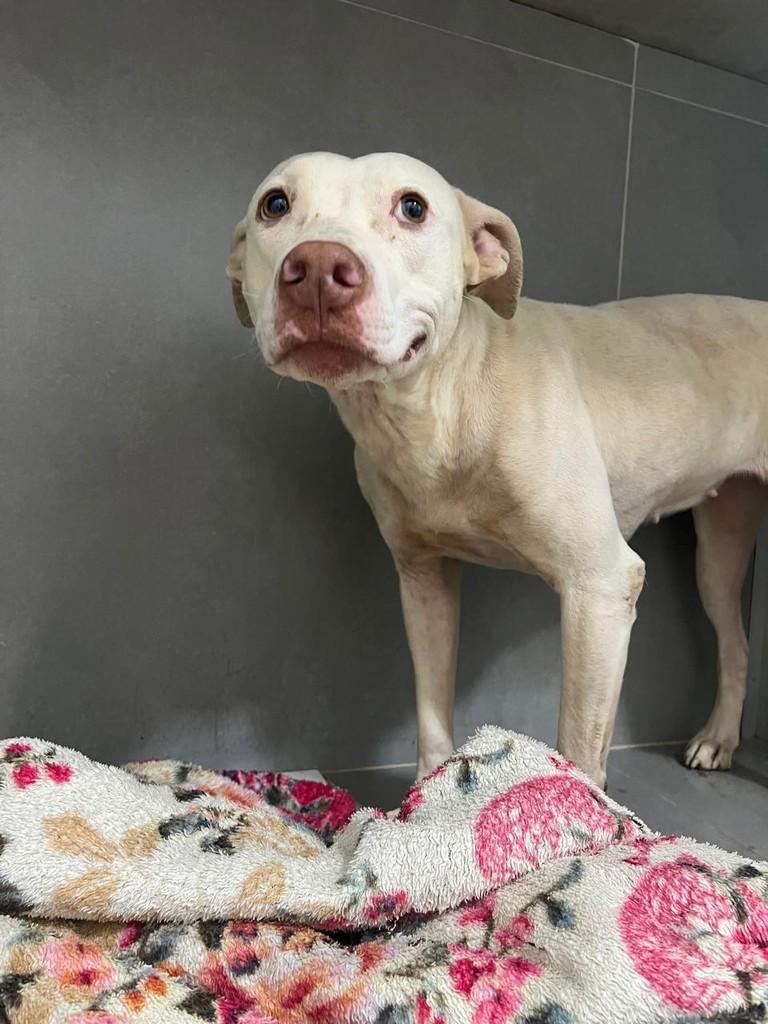 Betina, cachorro de porte grande para adoção em Rio Verde - GO
