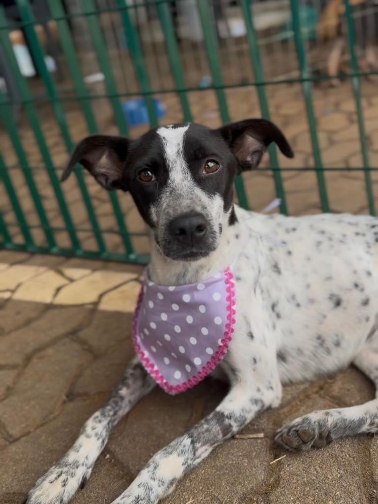Vida, cachorro de porte médio para adoção em Rio Verde - GO