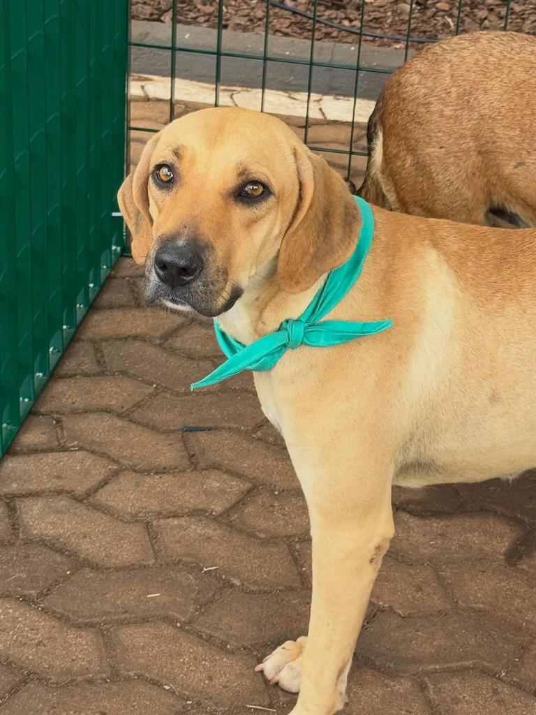 Mocinha, cachorro de porte grande para adoção em Rio Verde - GO