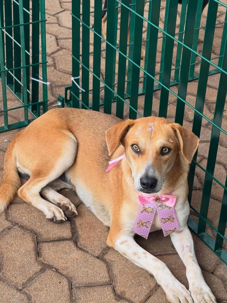 Ashley, cachorro de porte médio para adoção em Rio Verde - GO
