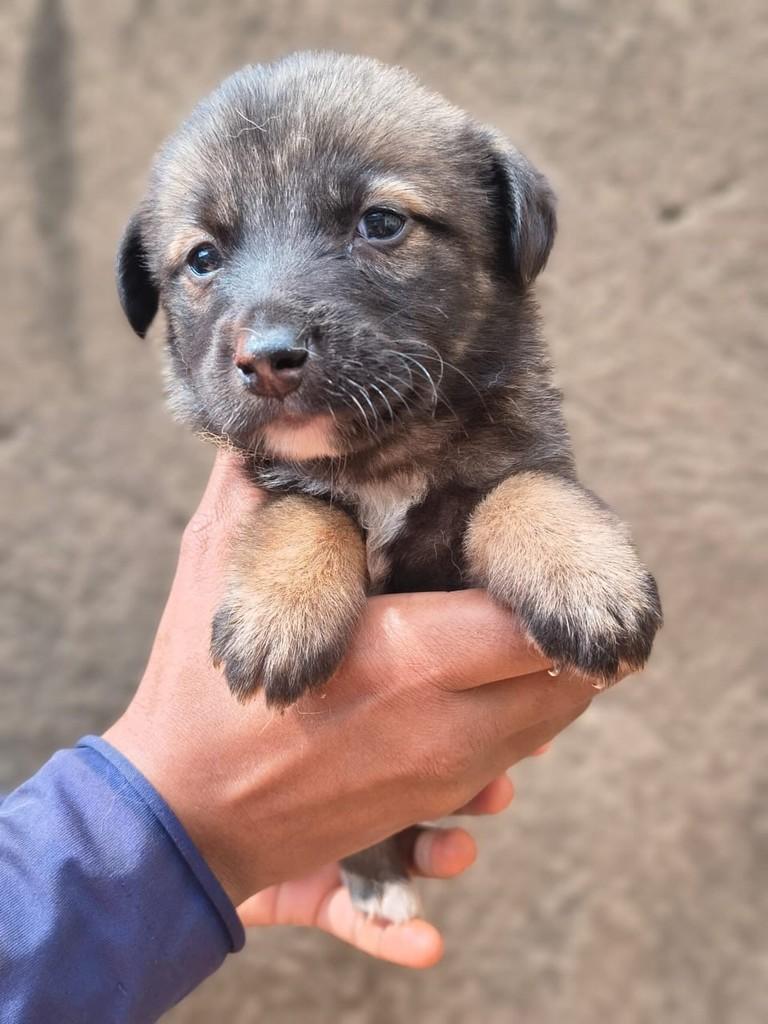 Cirilo, cachorro de porte médio para adoção em Rio Verde - GO