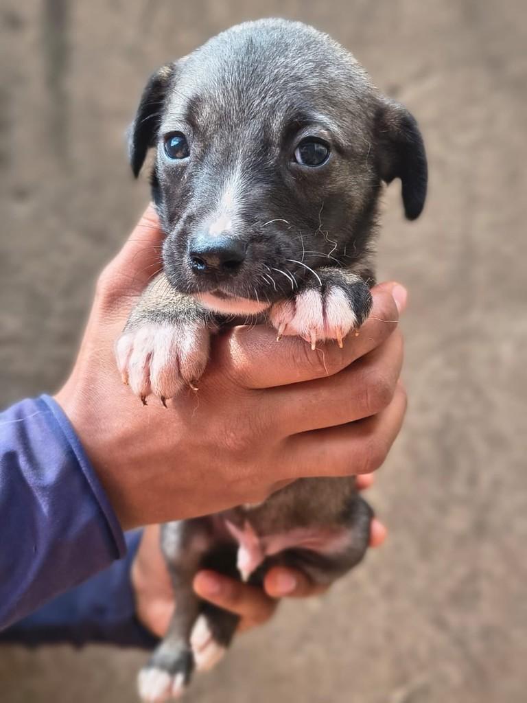Jaime, cachorro de porte médio para adoção em Rio Verde - GO