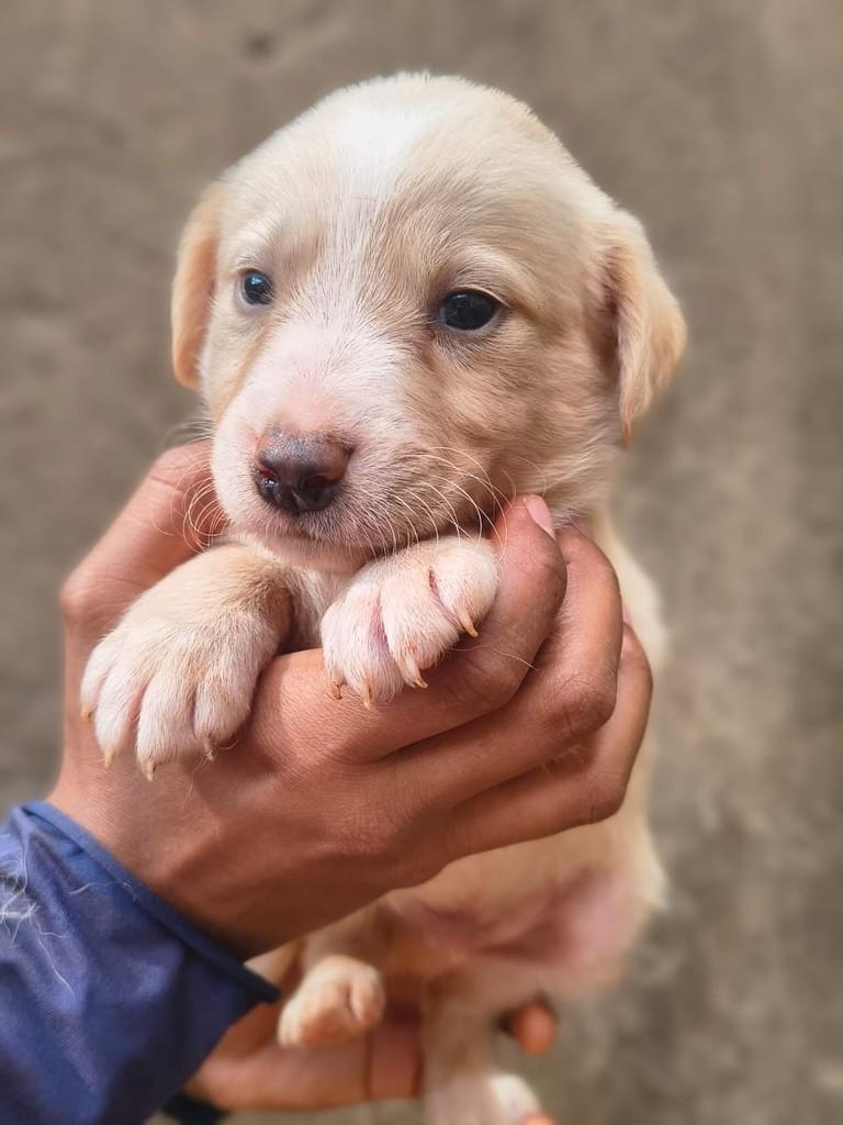 Jorge, cachorro de porte médio para adoção em Rio Verde - GO