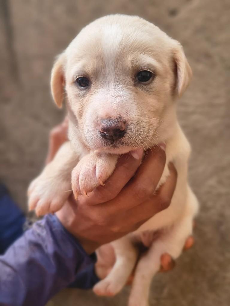 Alicia, cachorro de porte médio para adoção em Rio Verde - GO