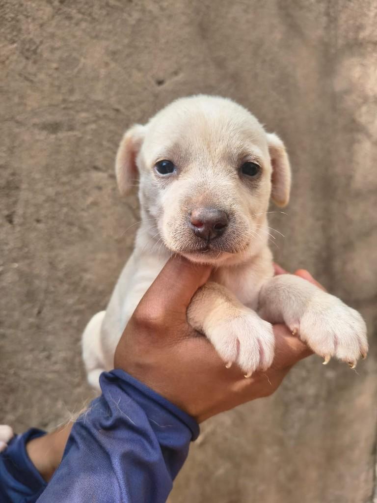 Maria Joaquina, cachorro de porte médio para adoção em Rio Verde - GO
