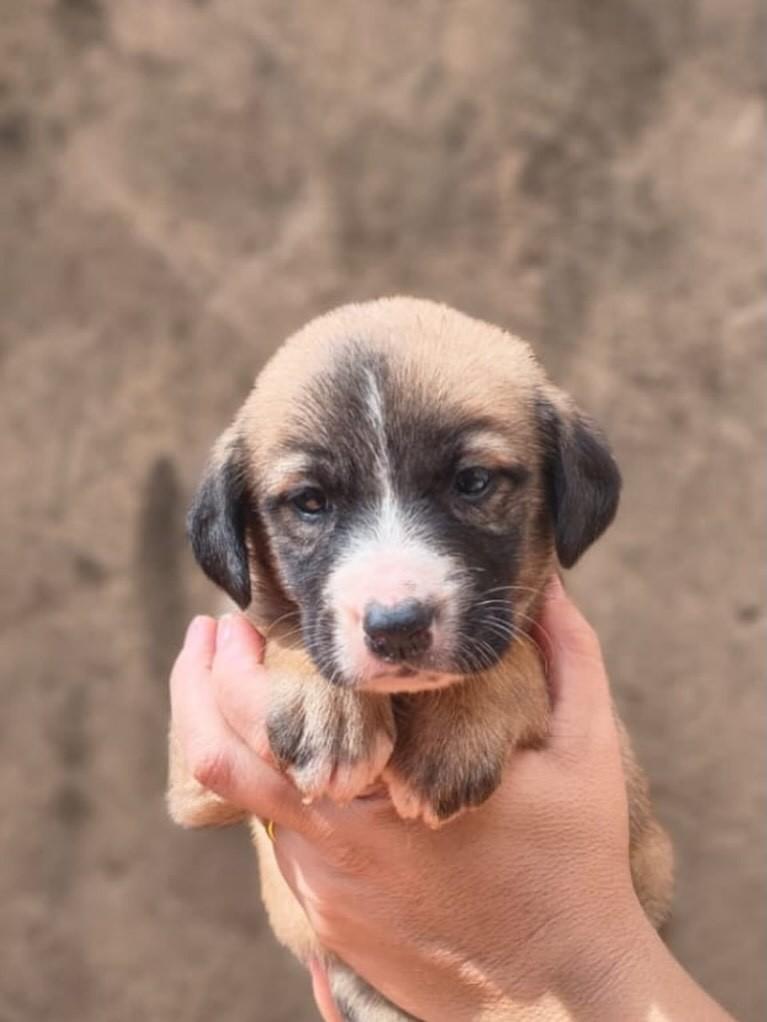 Helena, cachorro de porte médio para adoção em Rio Verde - GO