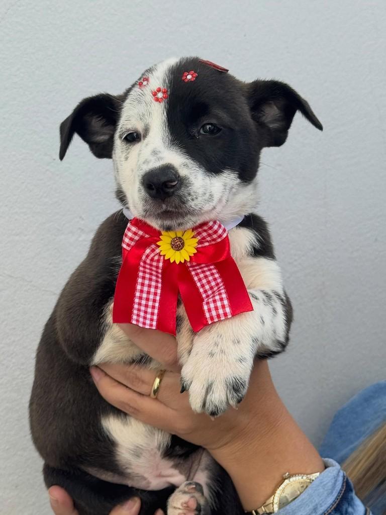 Bisteca, cachorro de porte médio para adoção em Rio Verde - GO
